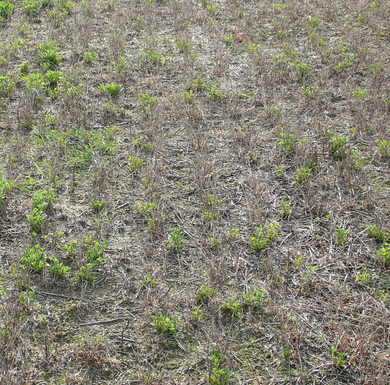 Alfalfa poor stand