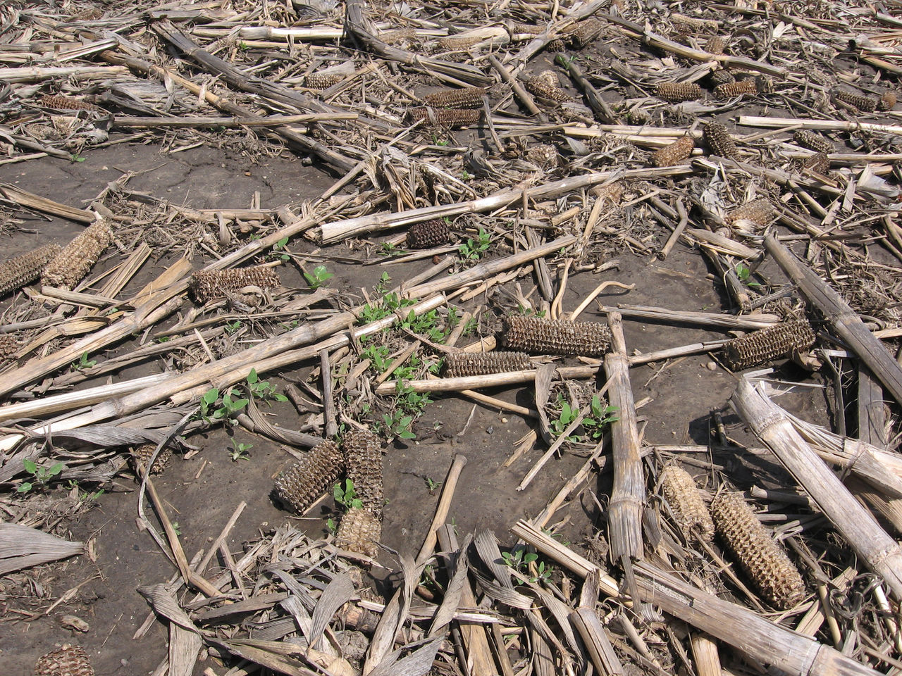 Figure 1. Seedling lambsquarter in residue