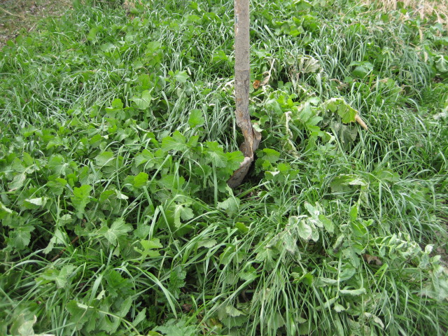 Figure 1. Lush growth of radish and annual ryegrass. 