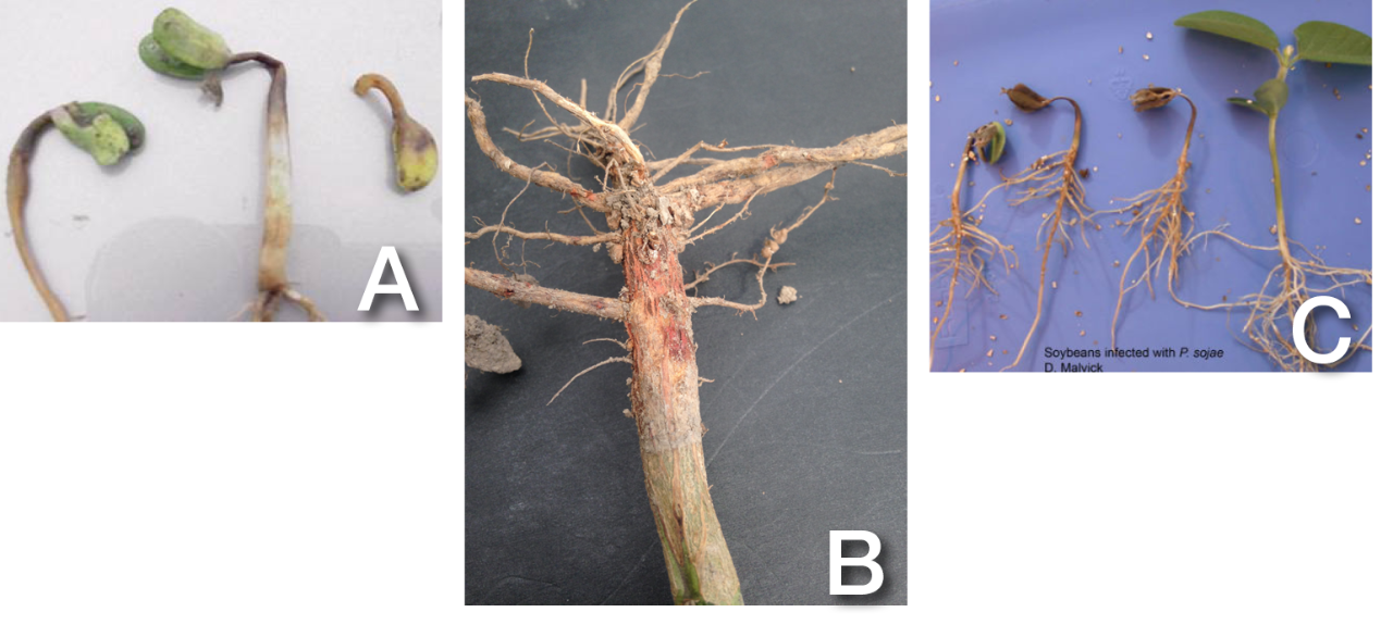 Figure 1. Soybean seedling diseases are hard to distinguish from one another. From left to right, seedlings are being affected by (A) Pythium, (B) Rhizoctonia, and (C) Phytophthora. A look at seedlings affected by chilling injury, water-logged soils, or disease can leave a scout with more questions than answers. Photo C courtesy of Dean Malvick, University of Minnesota. 