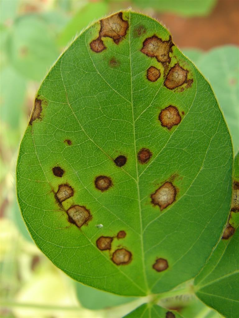 Figure 1. Frogeye leaf spot lesions may coalesce to form irregularly-shaped necrotic areas.  