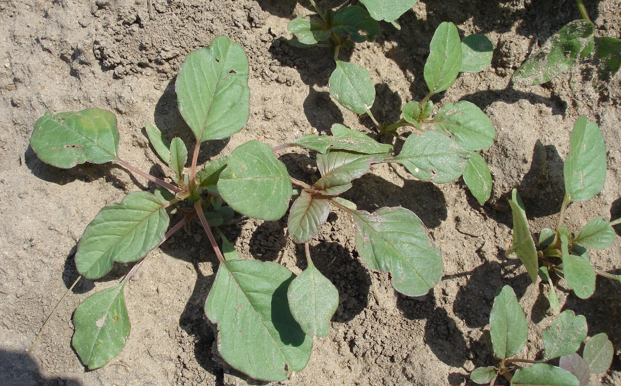 Figure 3. Palmer Amaranth in early growth stage.